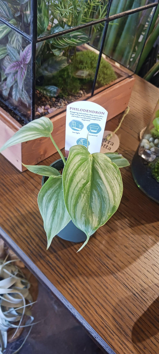 Philodendron Mamei - silver