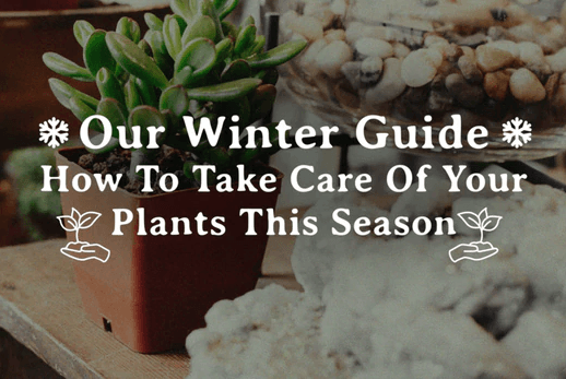 Our Winter Guide: How to take care of your plants this season