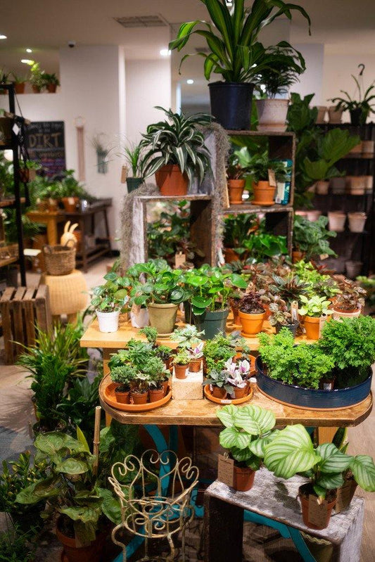 What are the basics of plant care? - Terracotta Plant Shop
