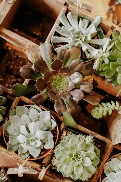 How Often to Water Succulents