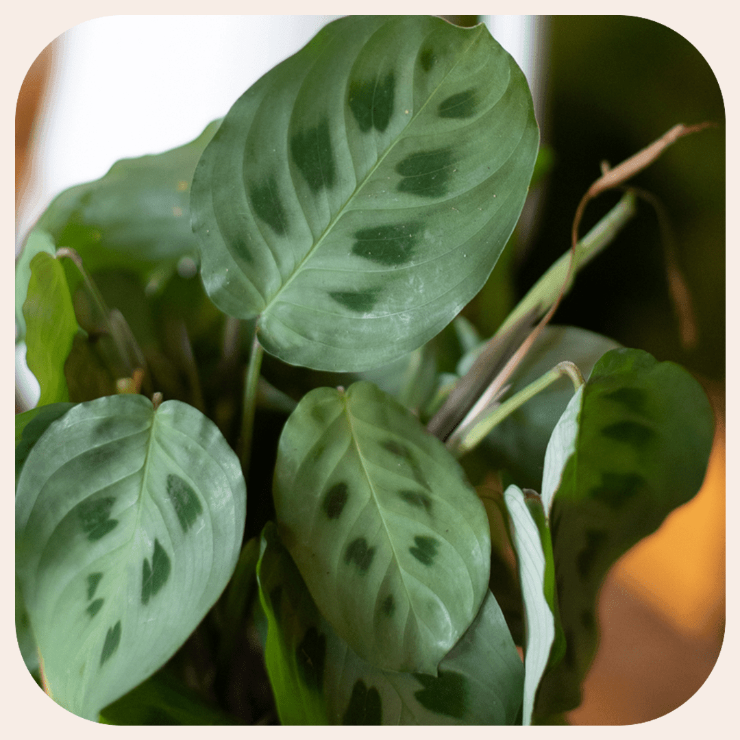 Maranta