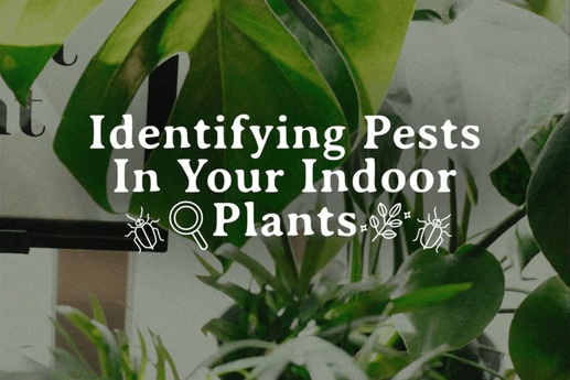 Identifying Pests in your Indoor Plants