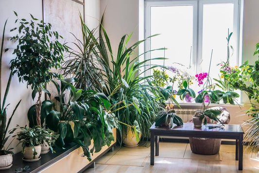 Rare Indoor Plants: Care and Maintenance Tips for Unusual Species