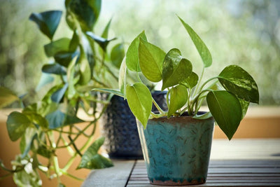 A Guide to the Different Types of Indoor Plants