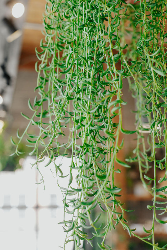 How to Hang Plants From a Ceiling