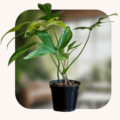 Rare & Uncommon Plants