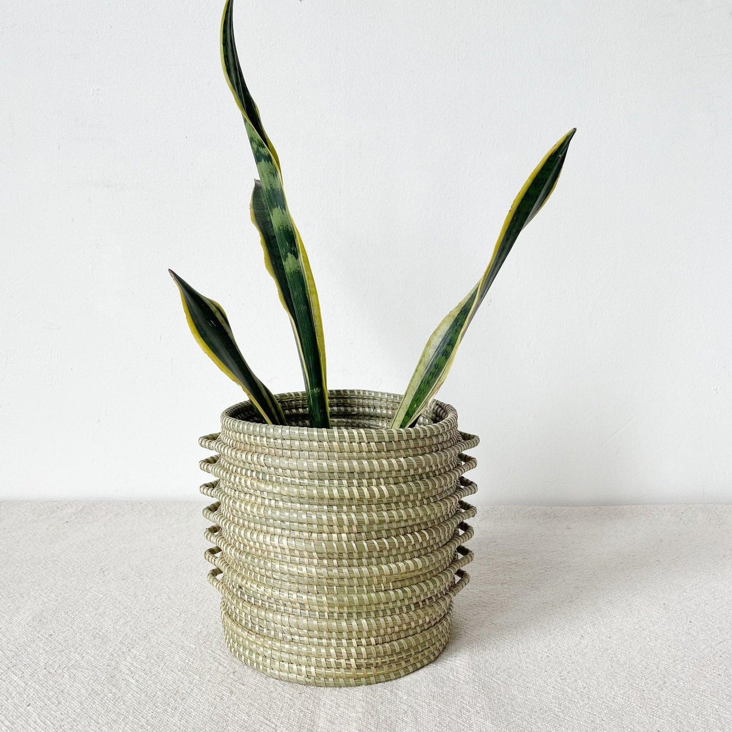 Sweetgrass Plant Basket: Kupanua
