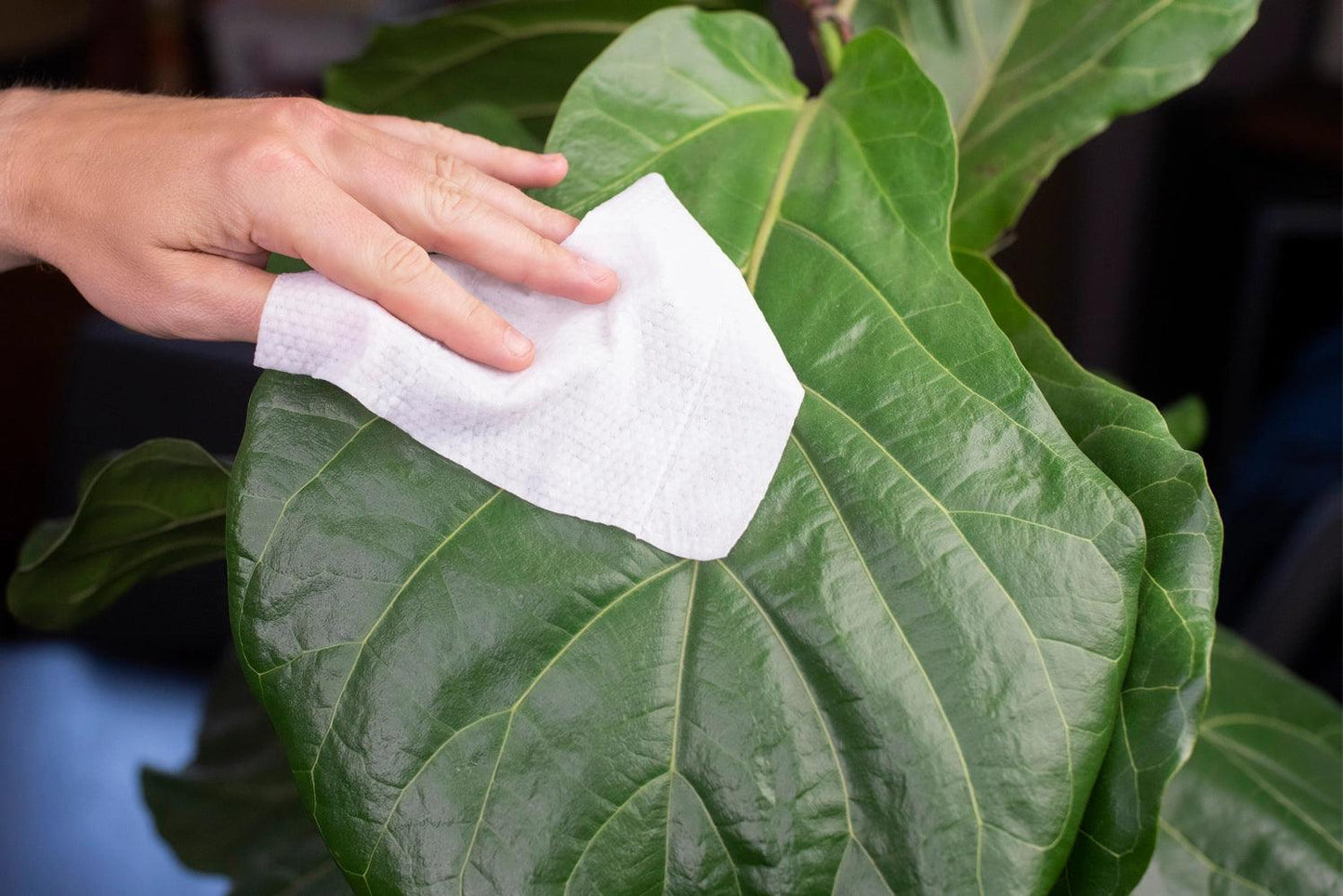Houseplant Cleaning Wipes