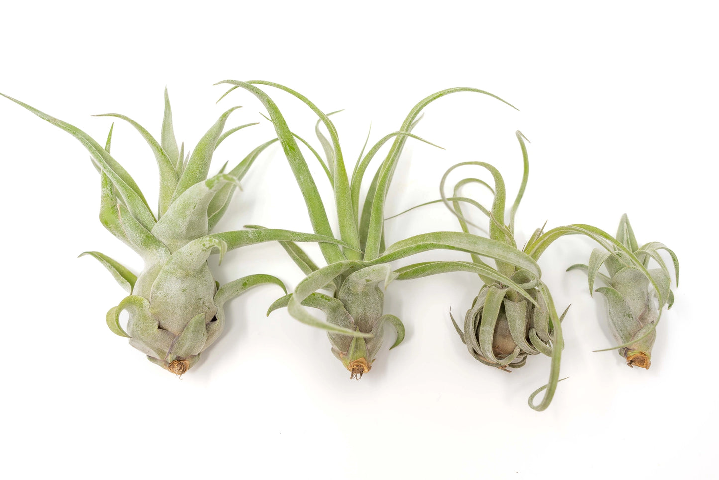 Tillandsia Streptophylla Air Plant