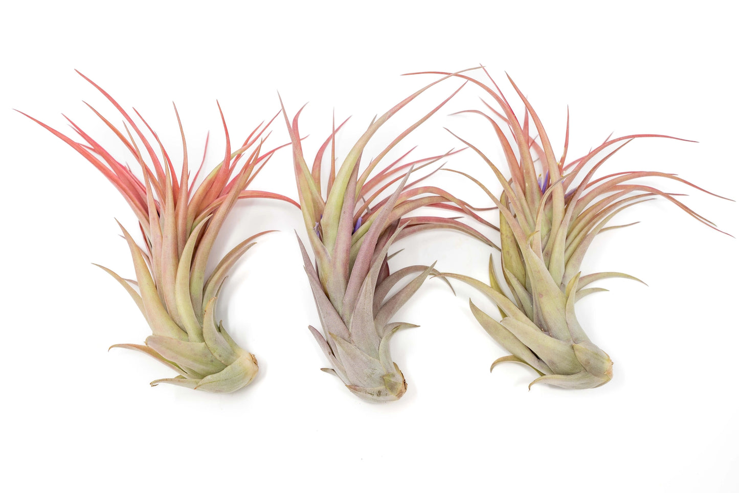 Large Tillandsia Green Abdita Air Plant