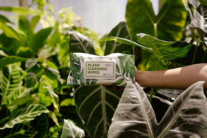 Houseplant Cleaning Wipes