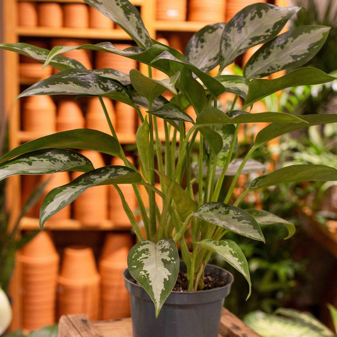 Aglaonema 'Jubilee' - Terracotta Plant Shop