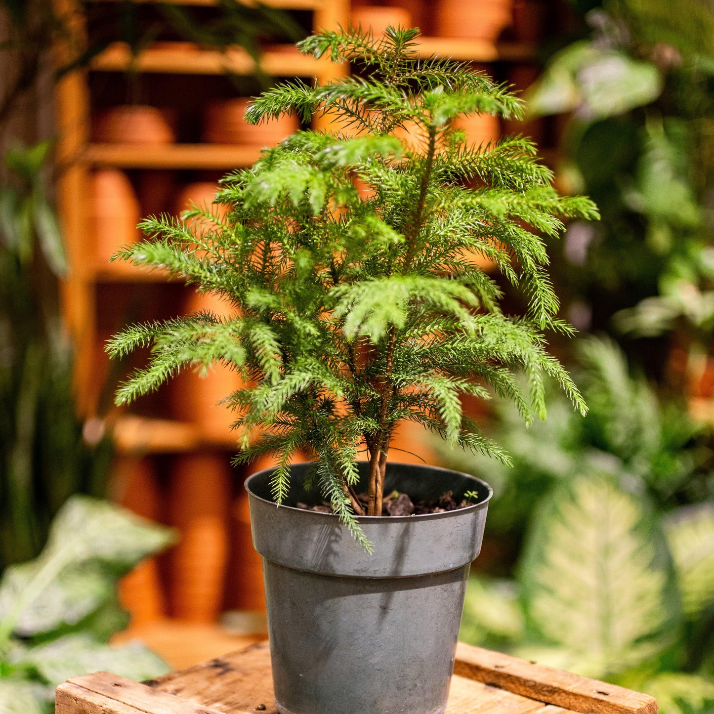 Araucaria heterophylla 'Norfolk pine' - Terracotta Plant Shop