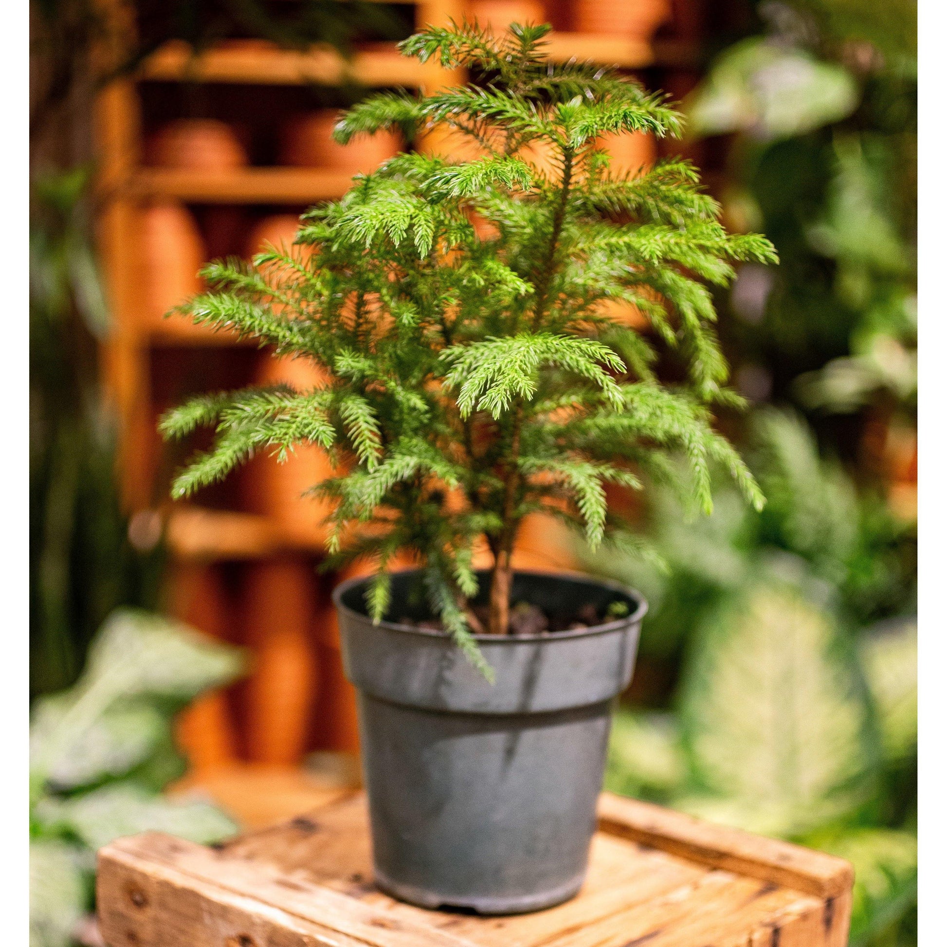 Araucaria heterophylla 'Norfolk pine' - Terracotta Plant Shop