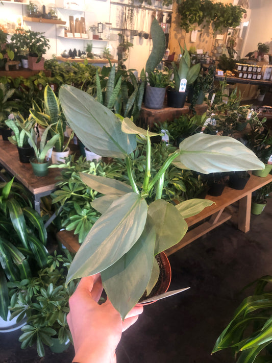 Philodendron 'Silver sword'