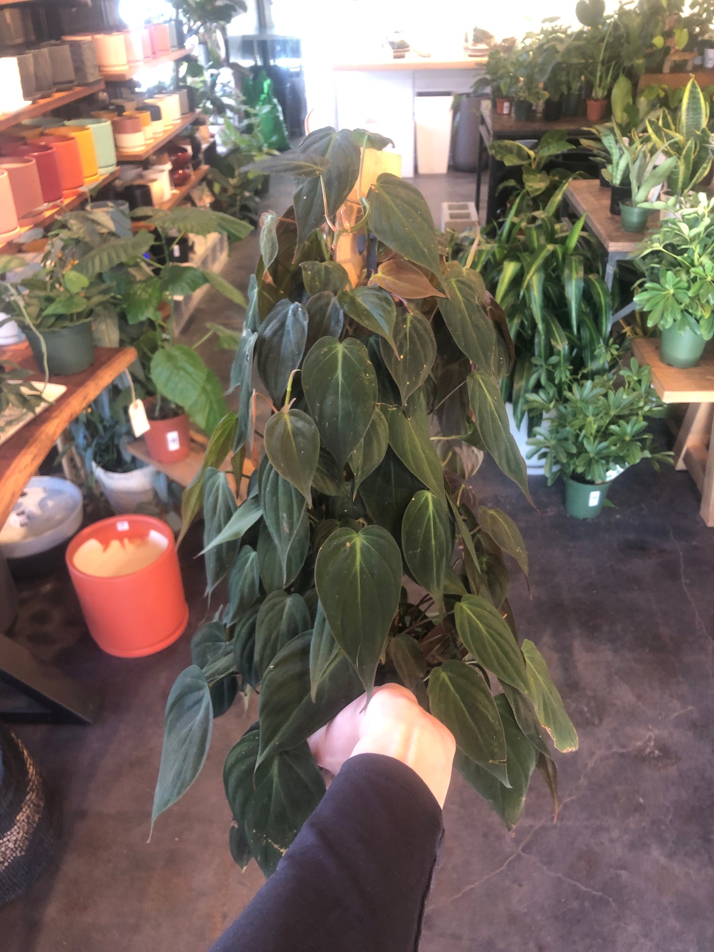Philodendron 'Micans'