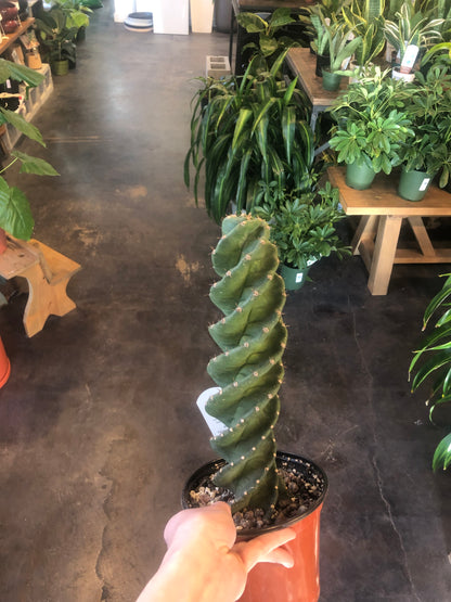 Cactus 'Peruvian Apple Spiral'