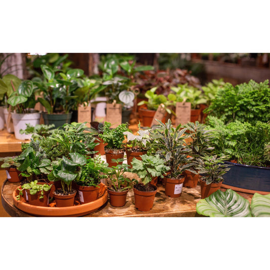 Terrarium Plant - Assorted