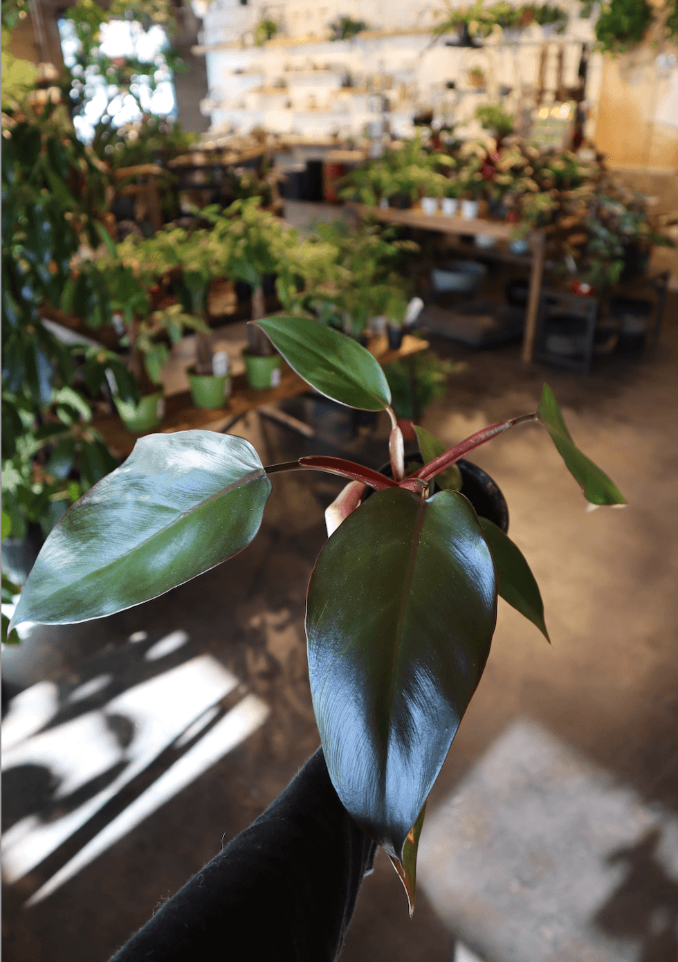 Philodendron 'Dark Lord'