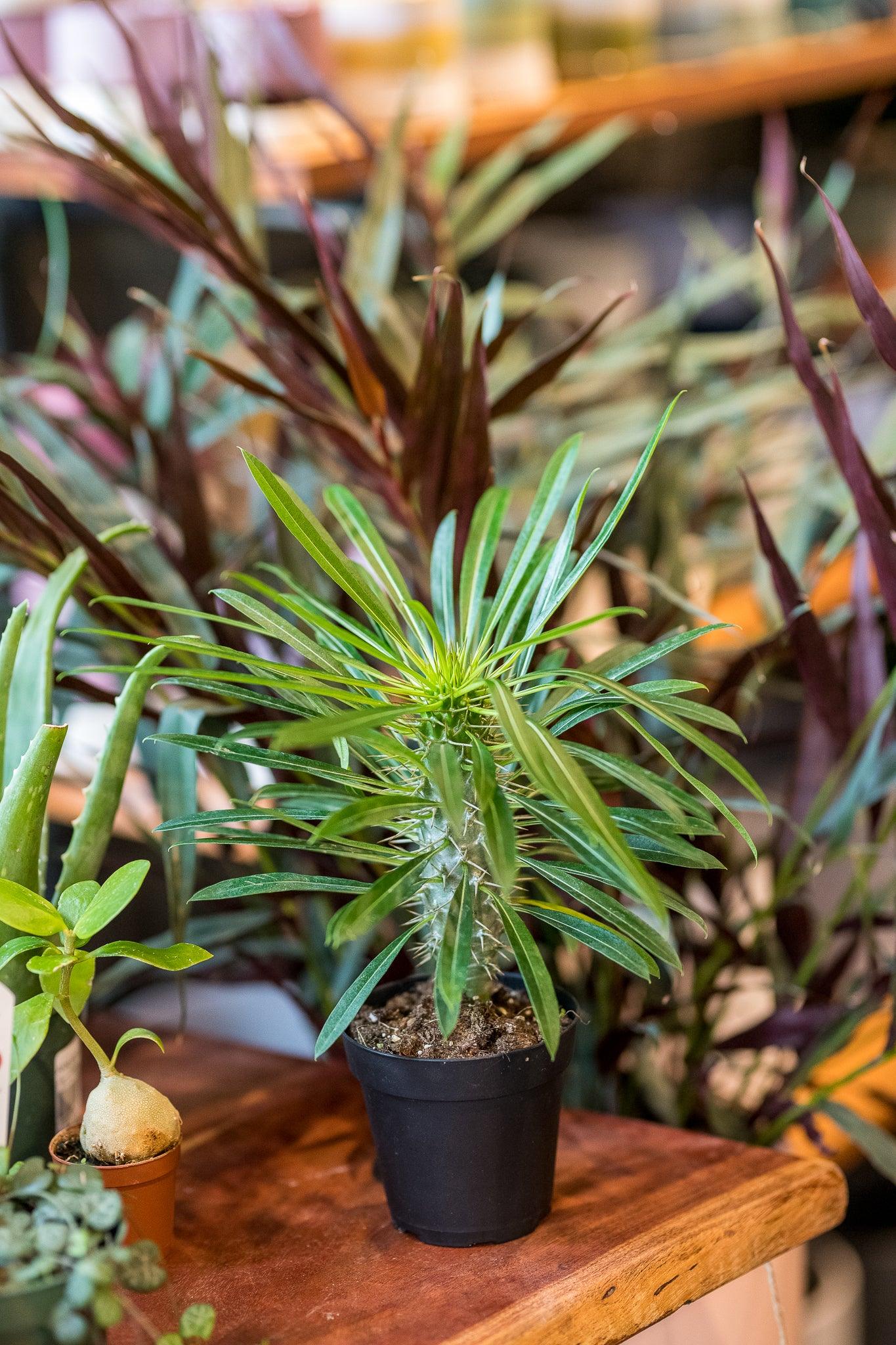 Pachypodium Lamerei 'Madagascar' Palm