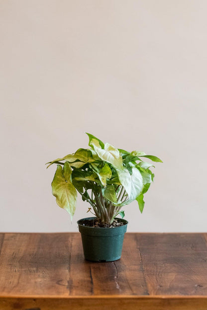 Syngonium podophyllum 'White Butterfly'