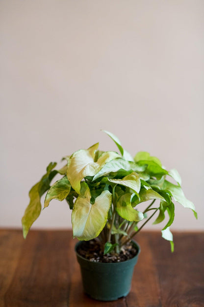 Syngonium podophyllum 'White Butterfly'