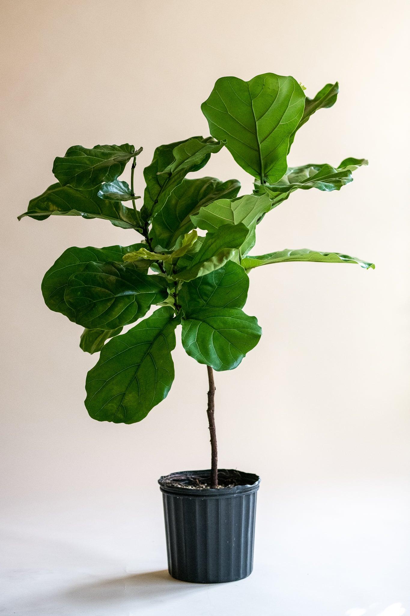 Ficus 'Fiddle leaf fig'