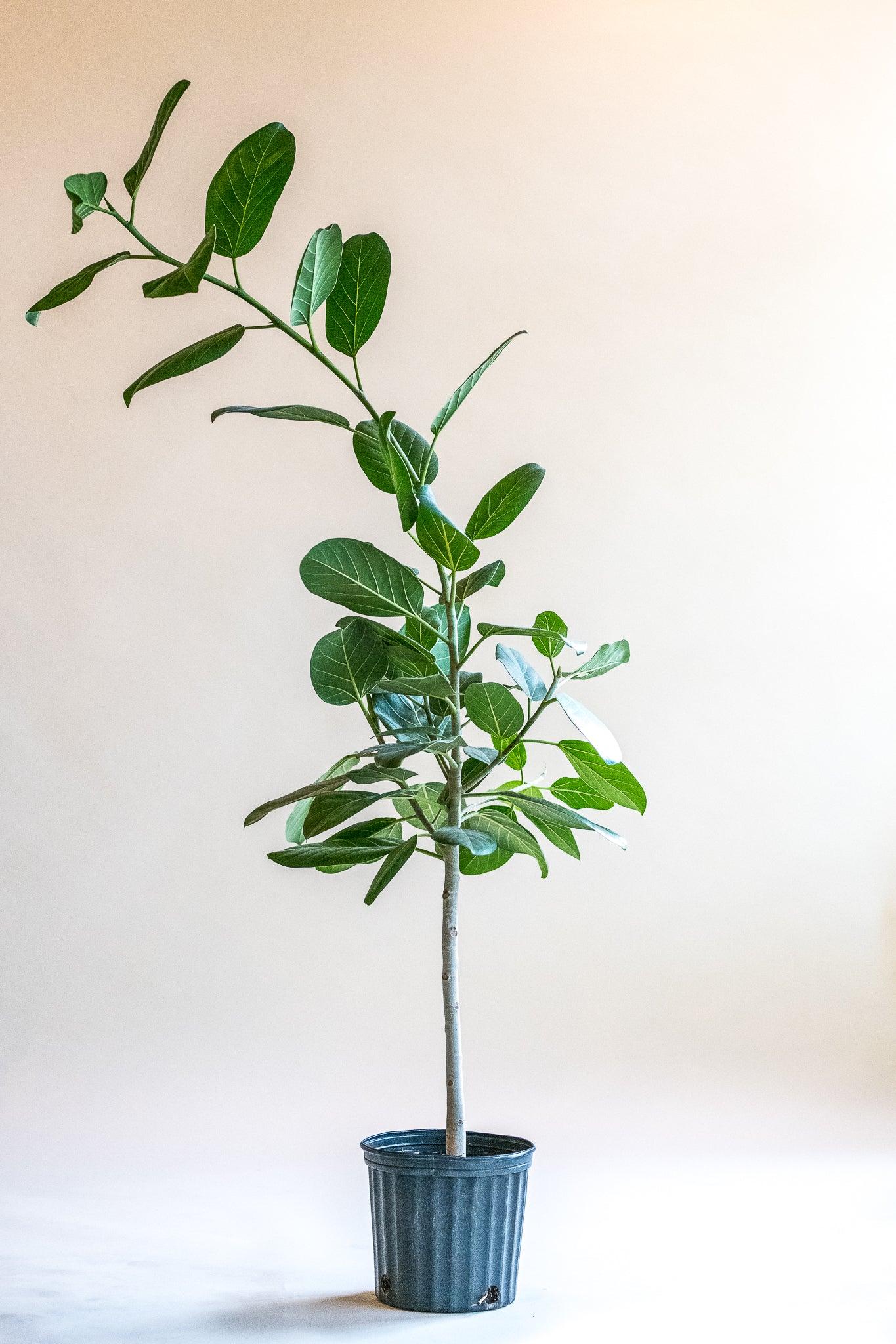 Ficus 'Audrey'