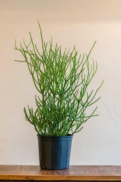 Euphorbia Tirucalli 'Firestick'