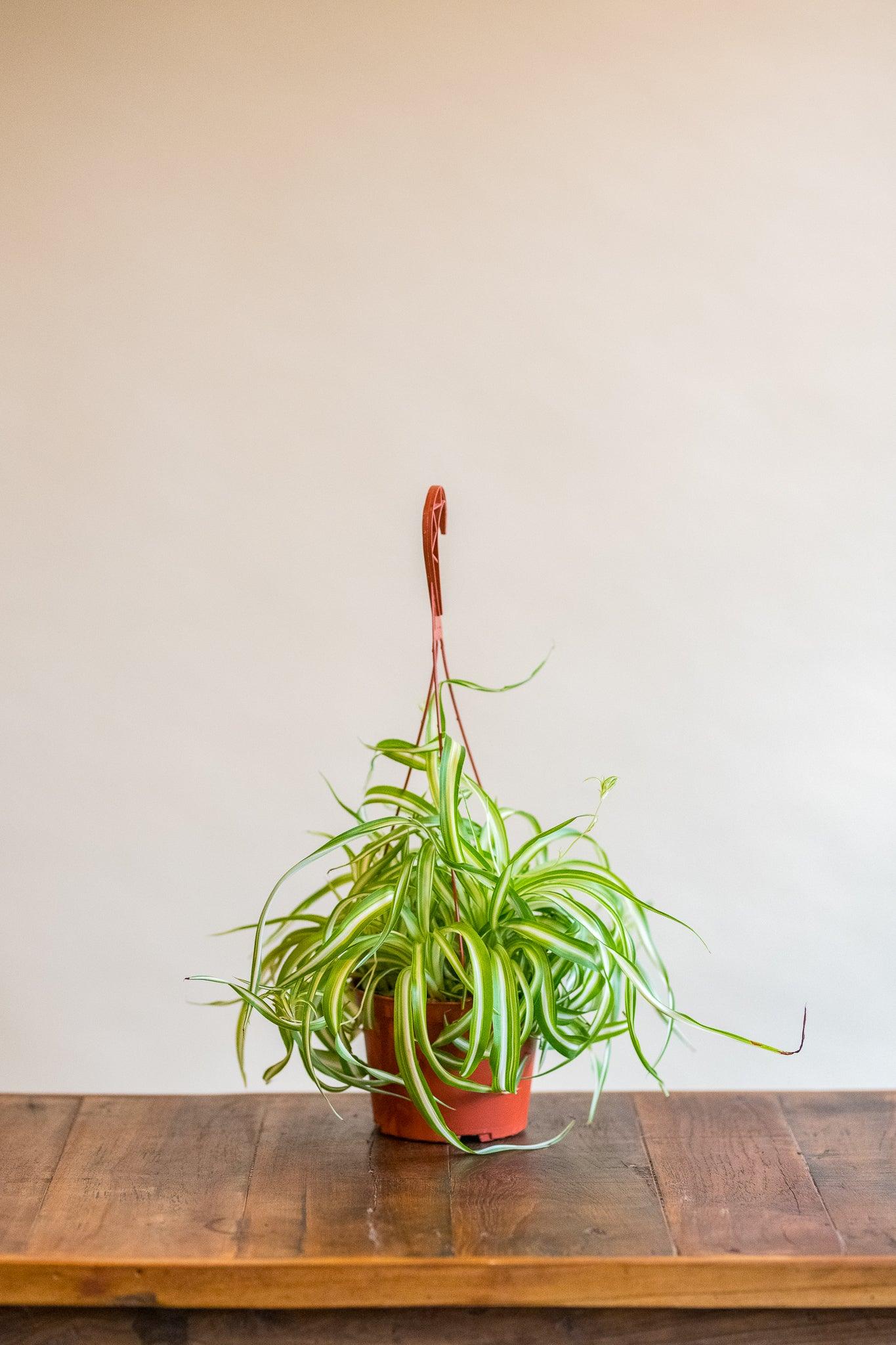 Spider Plant 'Curly'