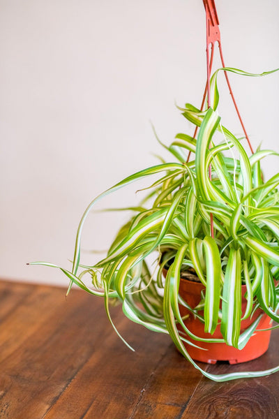 Spider Plant 'Curly'