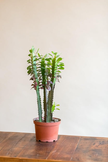 Euphorbia Trigona Rubra 'African Milk Tree' Cactus