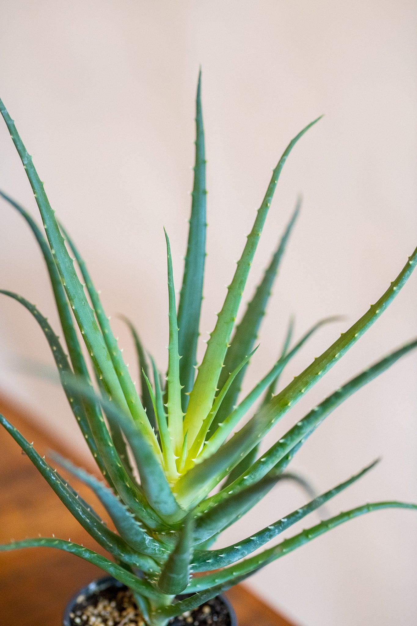 Aloe 'Hedgehog'