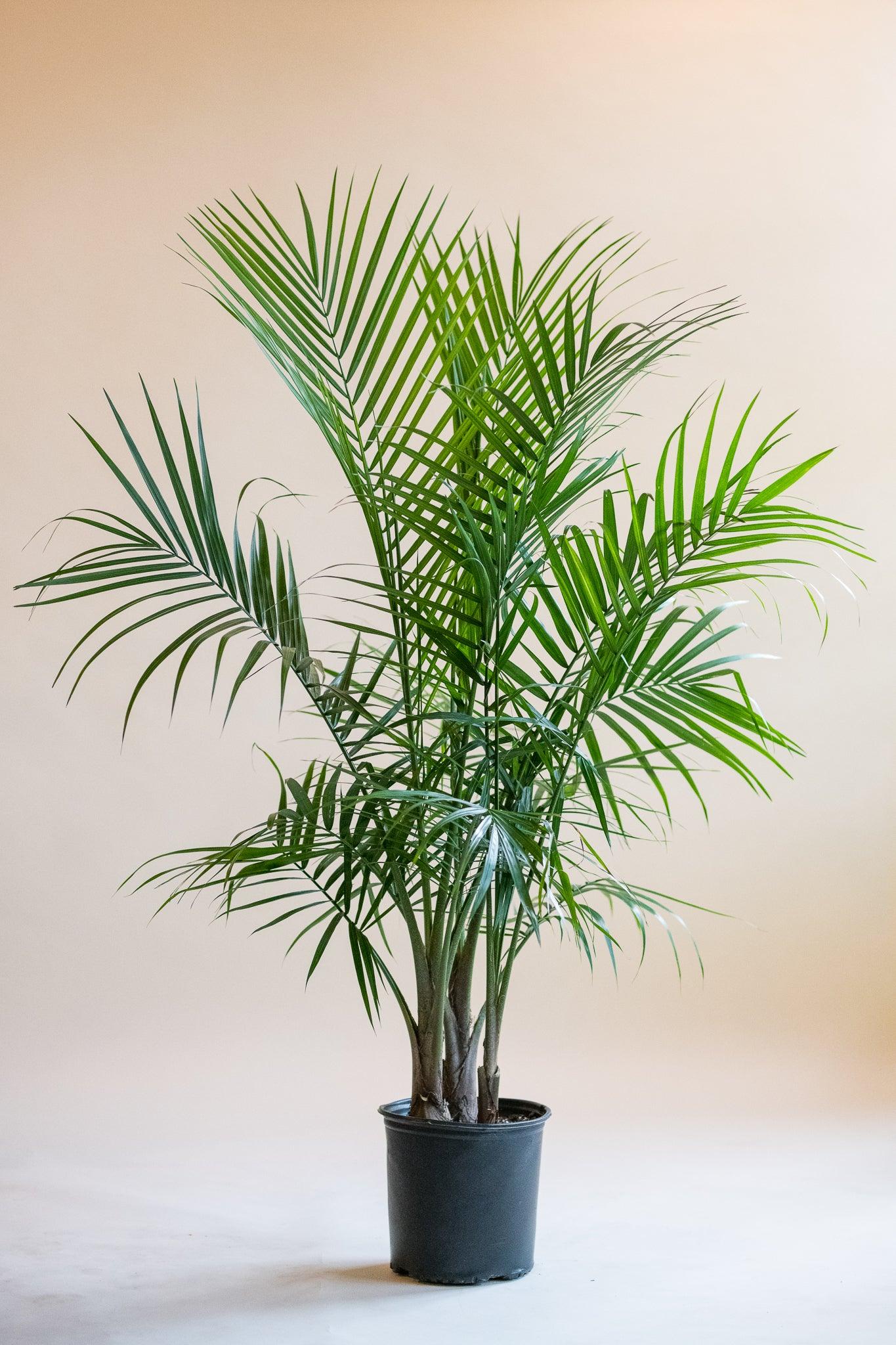 Ravenea 'Majesty Palm'