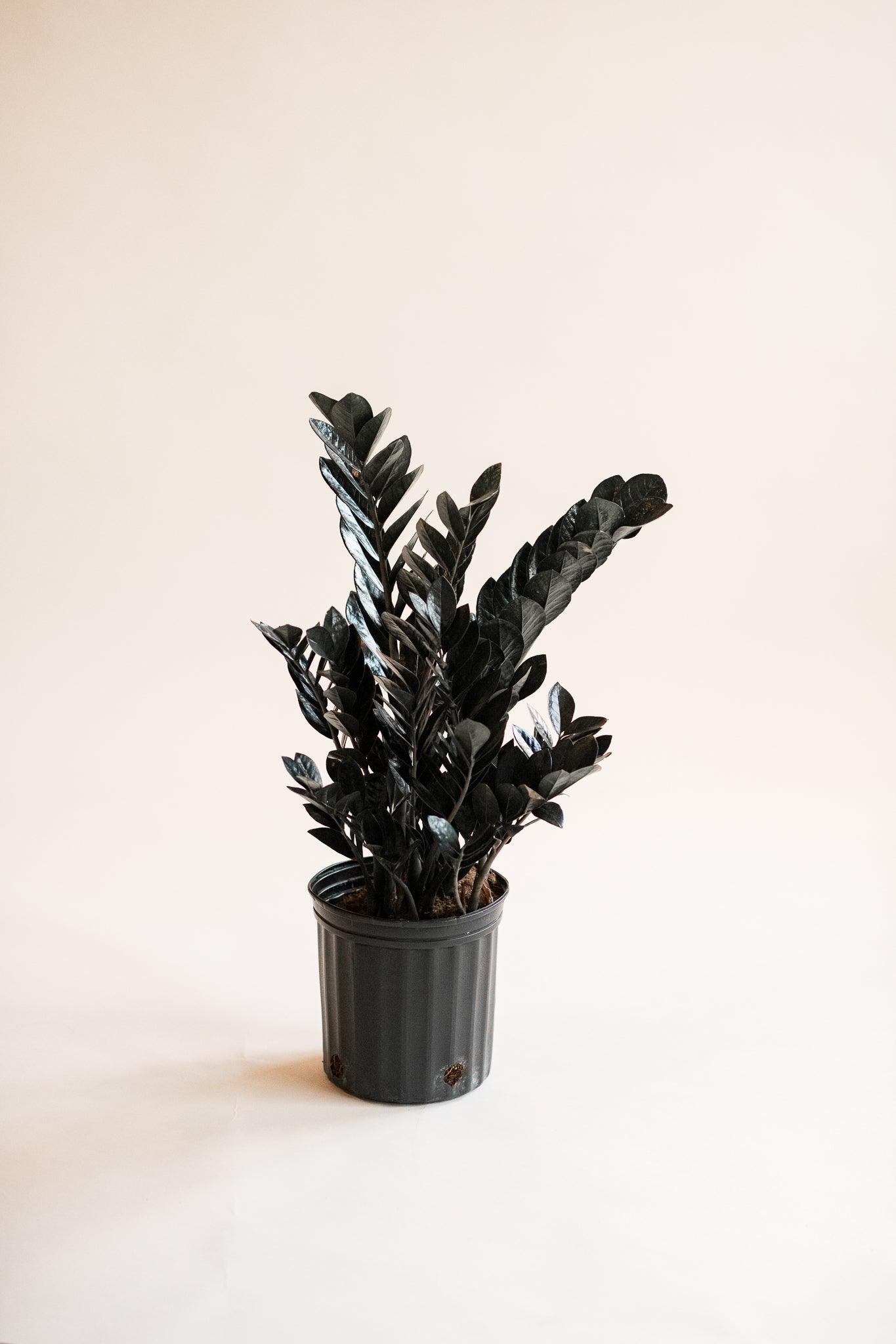 Zamioculcas raven 'Black Zz plant'