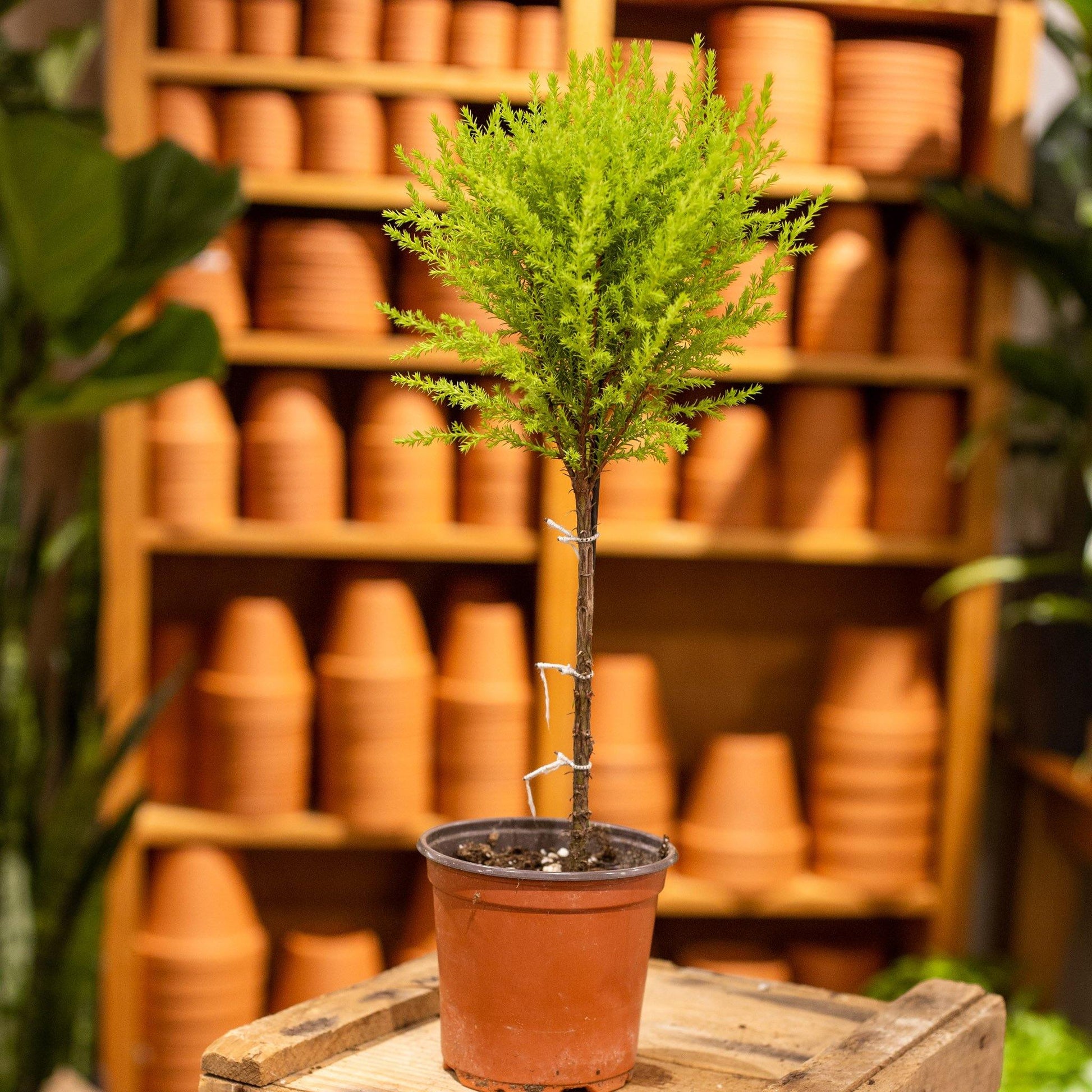Cupressus macrocarpa 'Lemon cypress topiary' - Terracotta Plant Shop