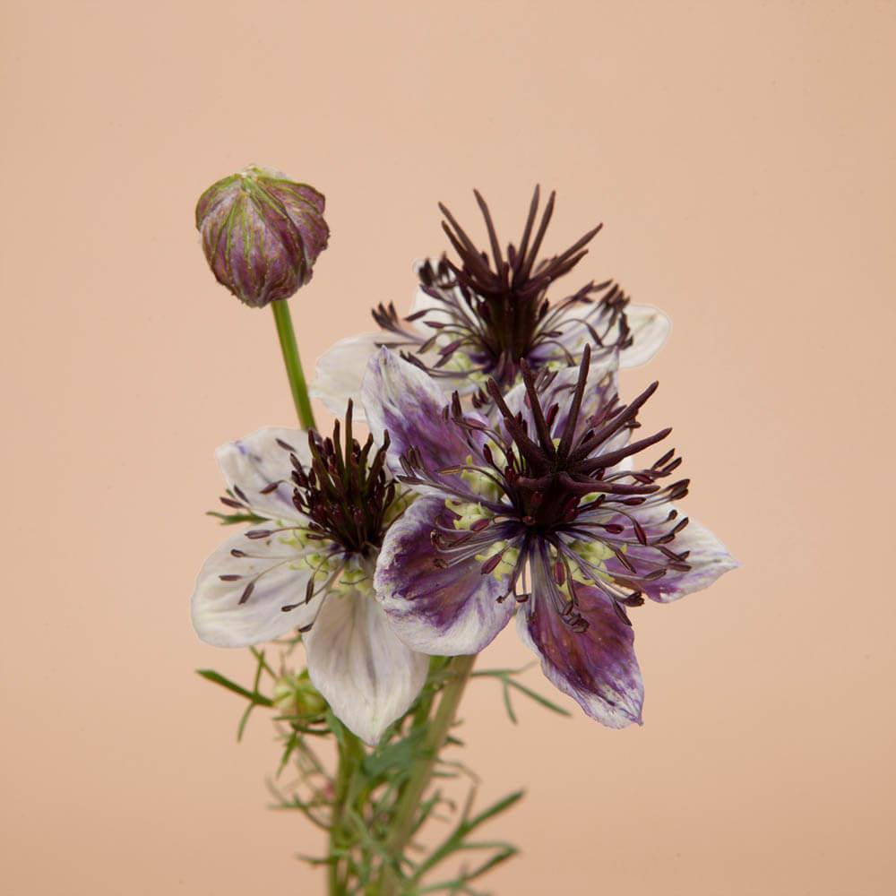 Love in a Mist Delft Blue Seeds