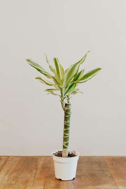 Dracaena 'Sted sol cane'
