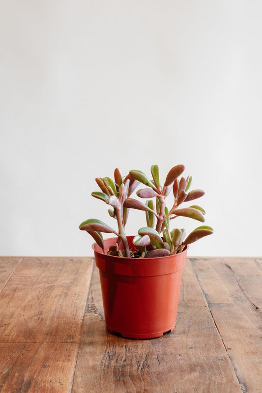 Peperomia 'Schumi - Red'