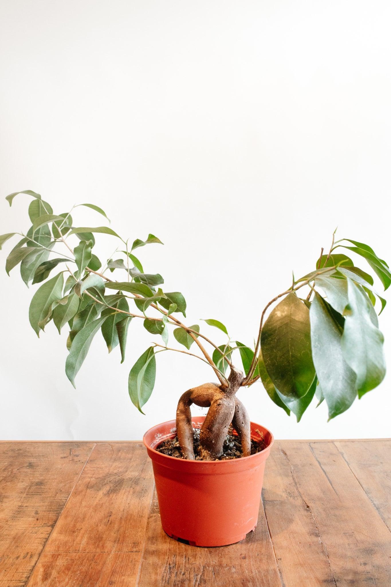 Ficus ginseng 'Rock fig'
