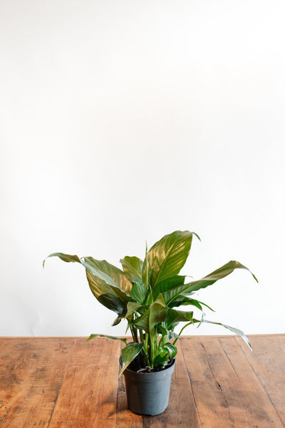 Spathiphyllum 'Peace lily'