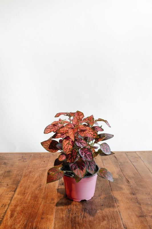 Hypoestes 'Polka dot plant- Red'