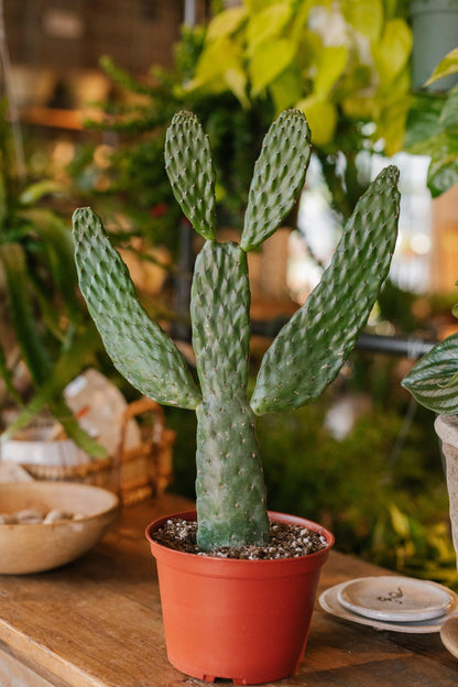 Opuntia Consolea 'Paddle' Cactus