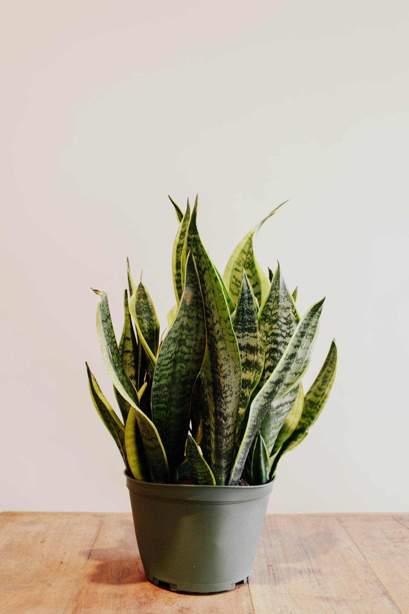 Sansevieria 'Twisted sister'