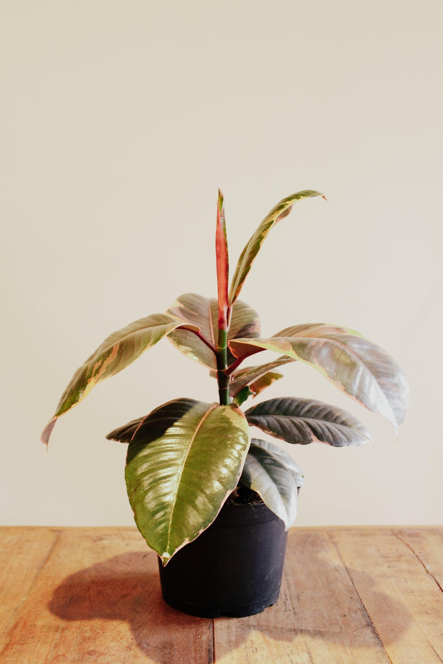 Ficus 'Ruby pink' Rubber tree