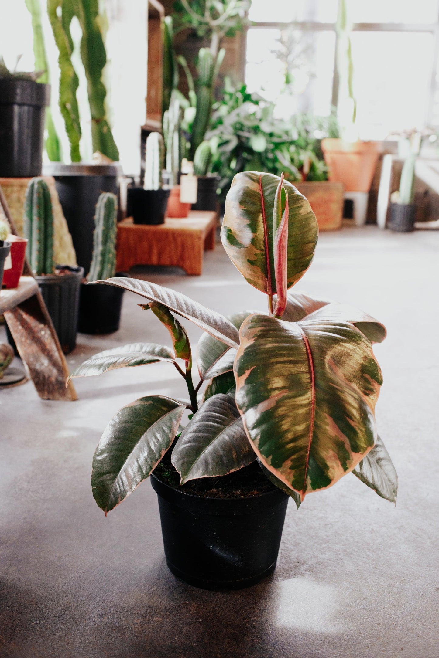 Ficus 'Ruby pink' Rubber tree