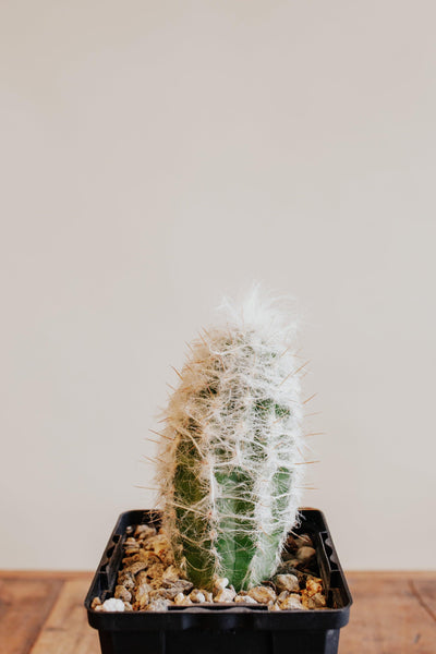 Cactus 'Old Man'