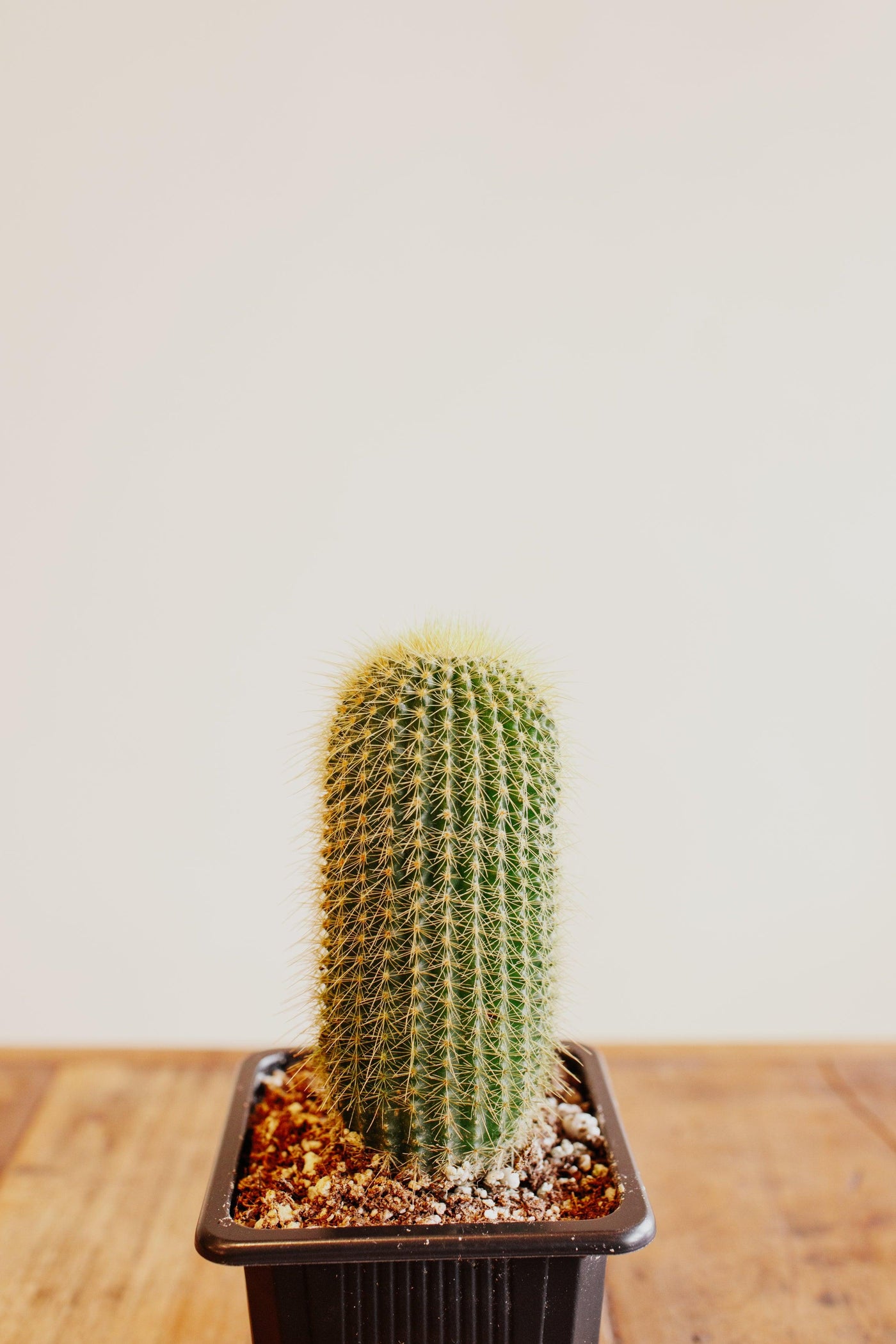 Cactus - Assorted