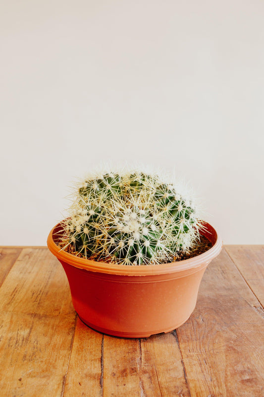 Echinocactus Grusonii 'Golden Barrel' Cactus