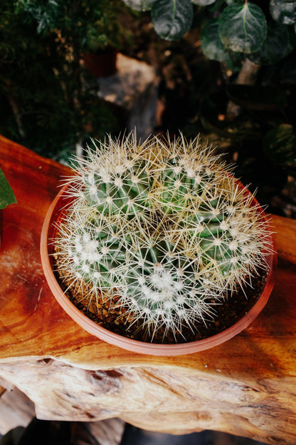 Echinocactus Grusonii 'Golden Barrel' Cactus